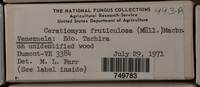 Ceratiomyxa fruticulosa var. fruticulosa image